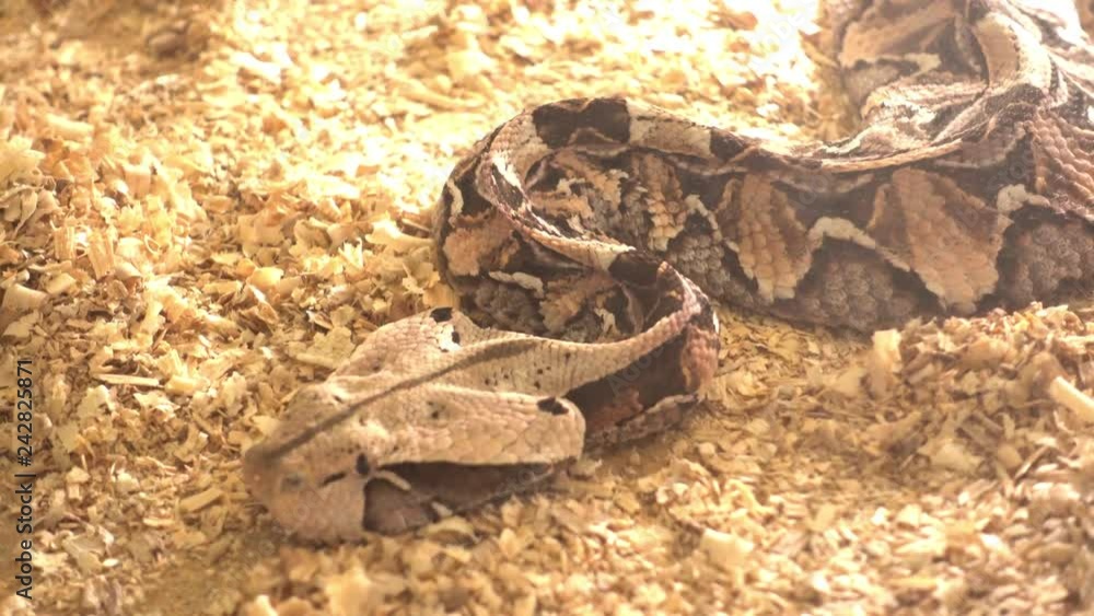 Odessa, Ukraine 24th of June, 2017 4K At the exhibition of dangerous