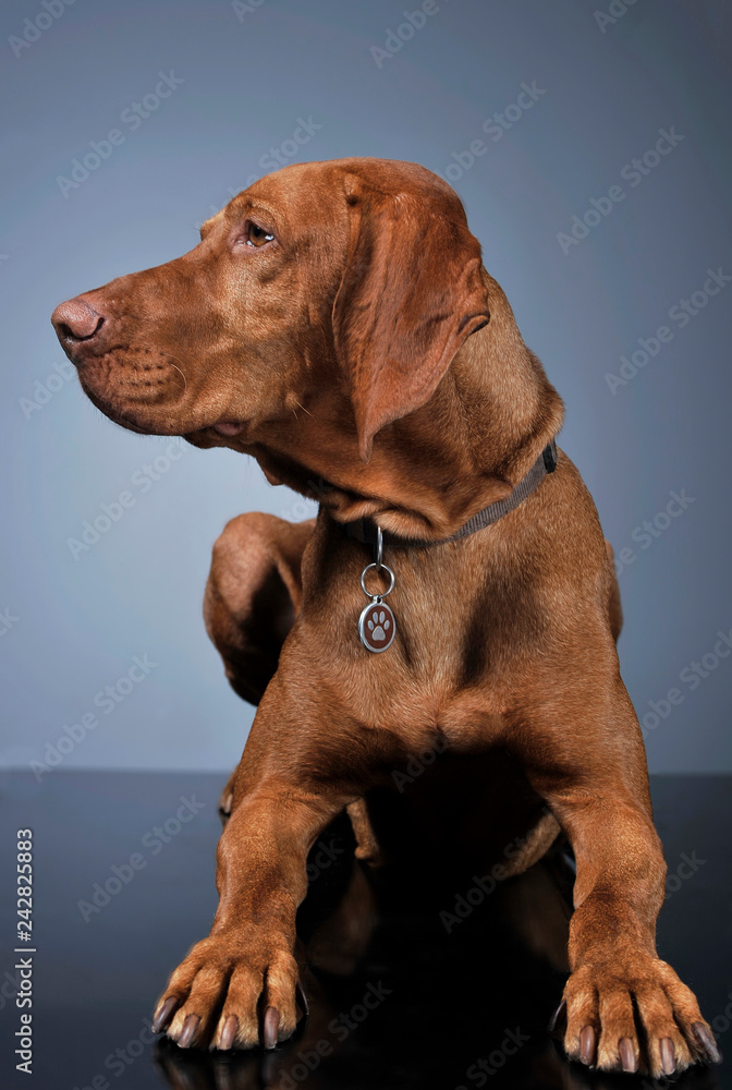 Hungarian vizsla looking sideways in dark background Hungarian vizsla looking sideways in dark background