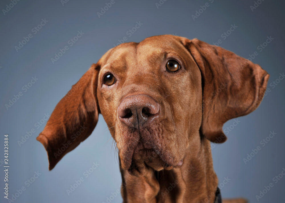 Hungarian vizsla portrait with flying ears in dark background Hungarian vizsla portrait with flying ears in dark background