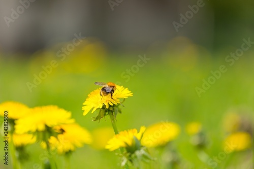 Bumblebee picking pollen on yellow dandelion