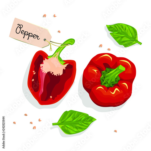 Bell peppers. Vector illustration. 
