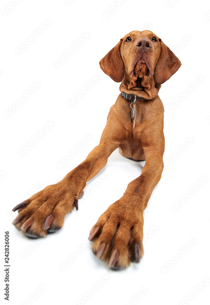 Hungarian vizsla looking into the camera Hungarian vizsla looking into the camera