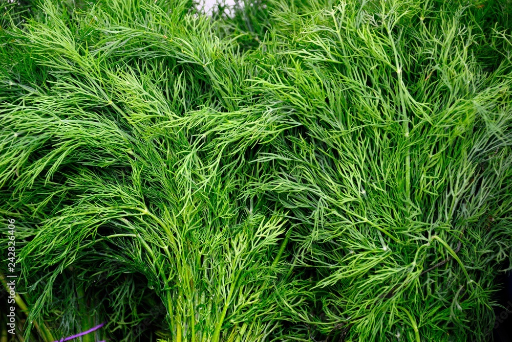 Dill (Anethum graveolens) herb on a Farmer's Market in Riga, Latvia Dill (Anethum graveolens) herb on a Farmer's Market in Riga, Latvia