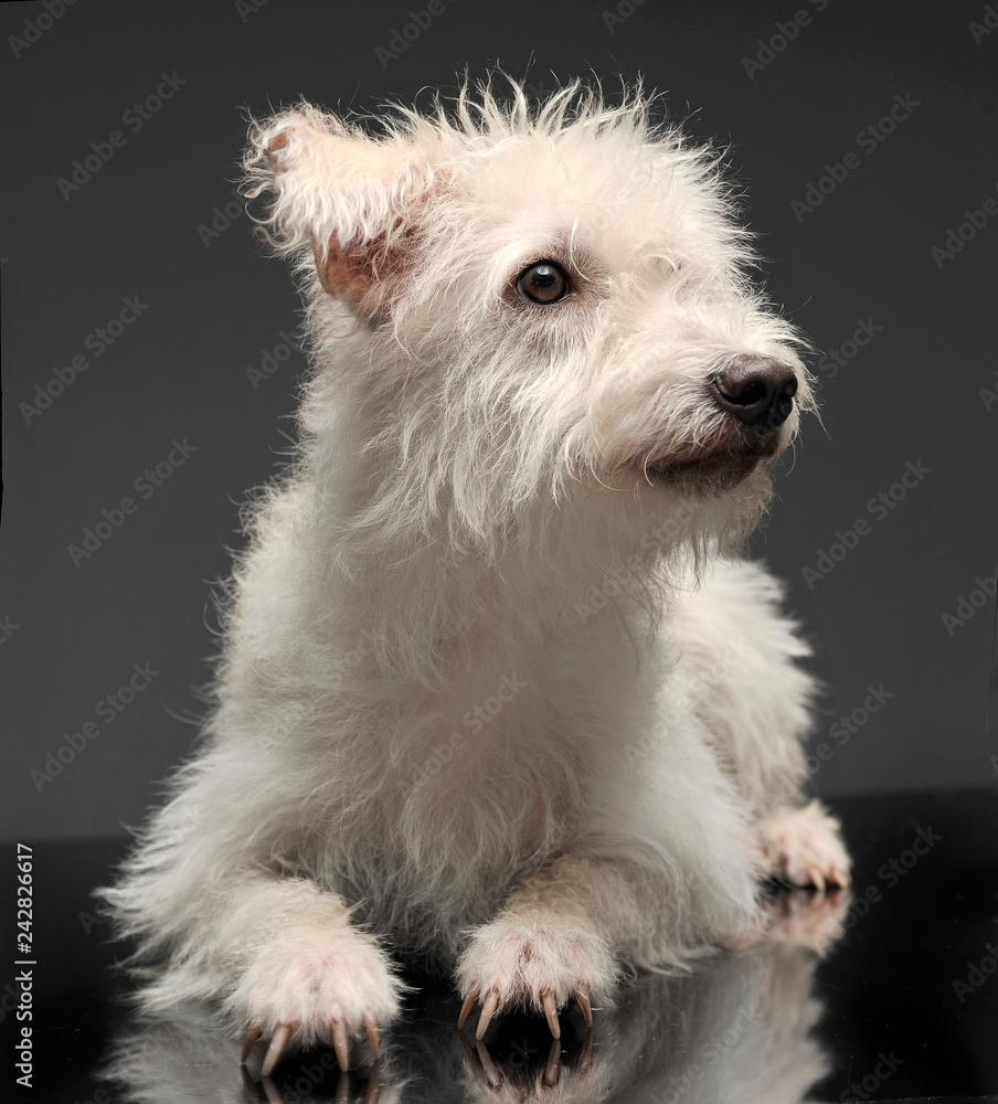 Mixed breed white dog lying in a dark photostudio Mixed breed white dog lying in a dark photostudio