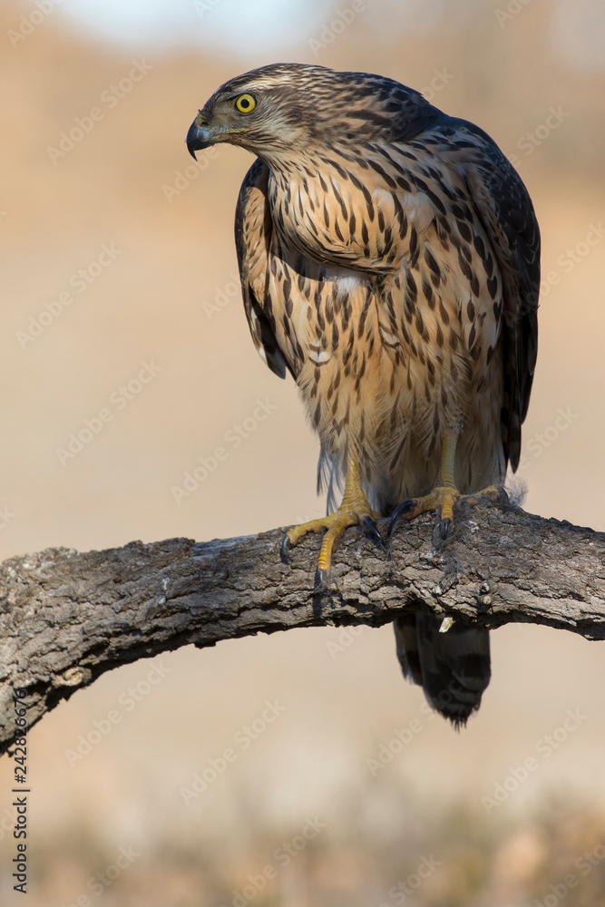 Young goshawk, Accipiter gentilis, perched on a branch of the forest. Spain Young goshawk, Accipiter gentilis, perched on a branch of the forest. Spain