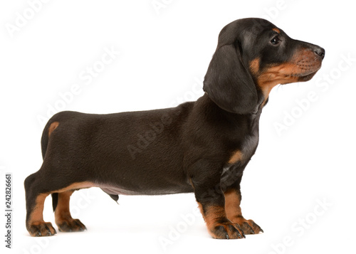 Puppy dachshund standard in white photo studio