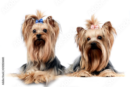 two sweet yorkshire terriers relaxing in a wehite studio