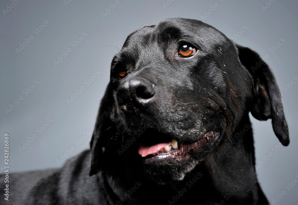 Mixed breed black dog portrait in dark studio