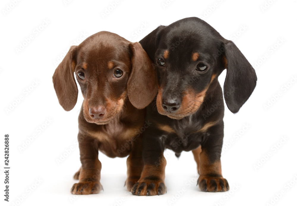 two lovely puppy dachshunds staying side by side in white studio two lovely puppy dachshunds staying side by side in white studio
