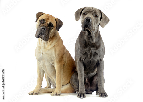 bull mastiff and puppy cane corso sitting in a white studio floor