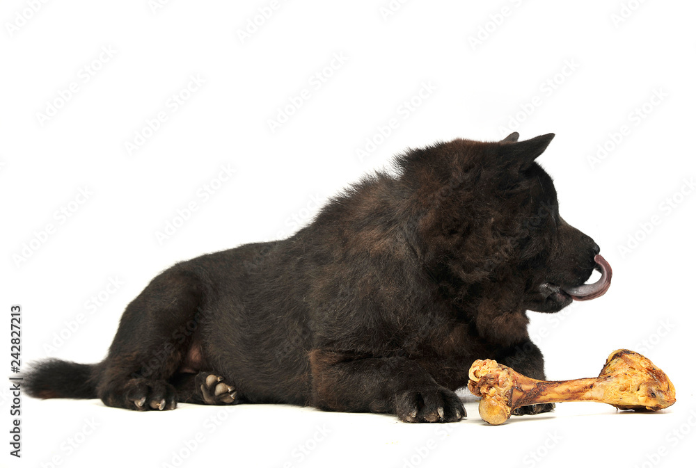 black one blind chow chow with a big bone eating in studio