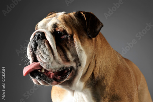 Bulldog portrait in a gray photo studio