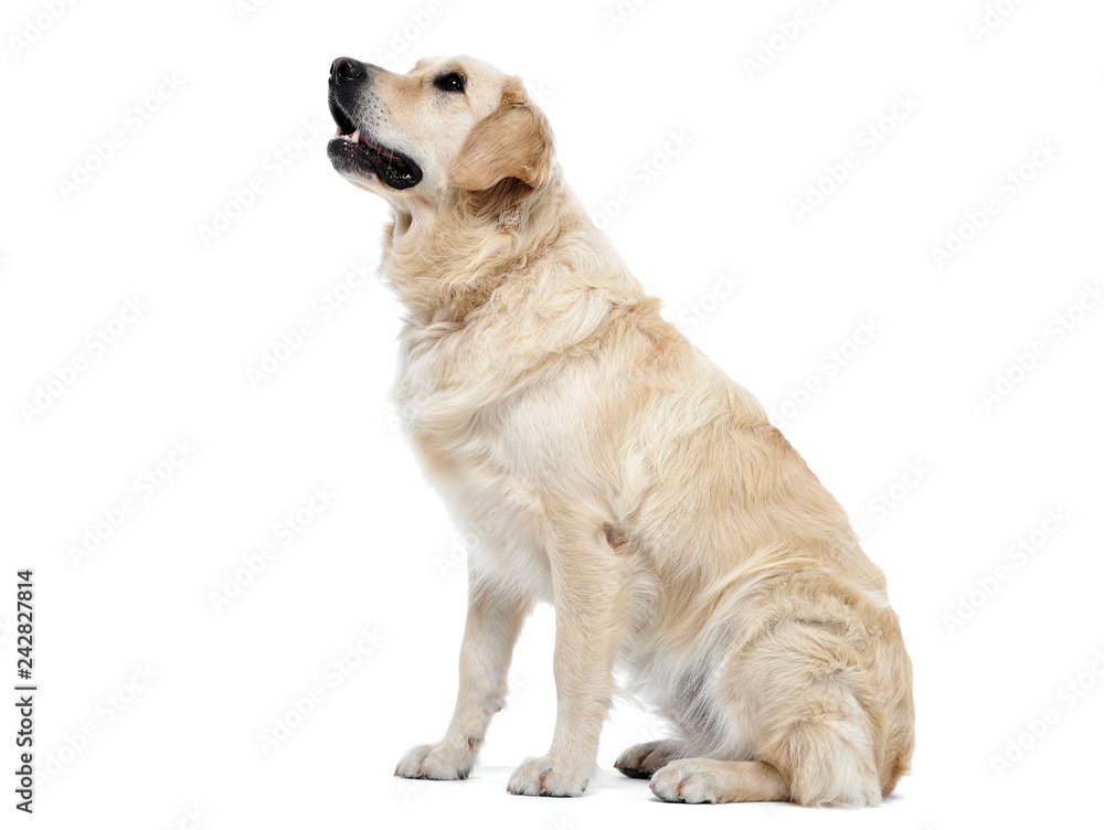 Golden retriever sitting in a white studio Golden retriever sitting in a white studio