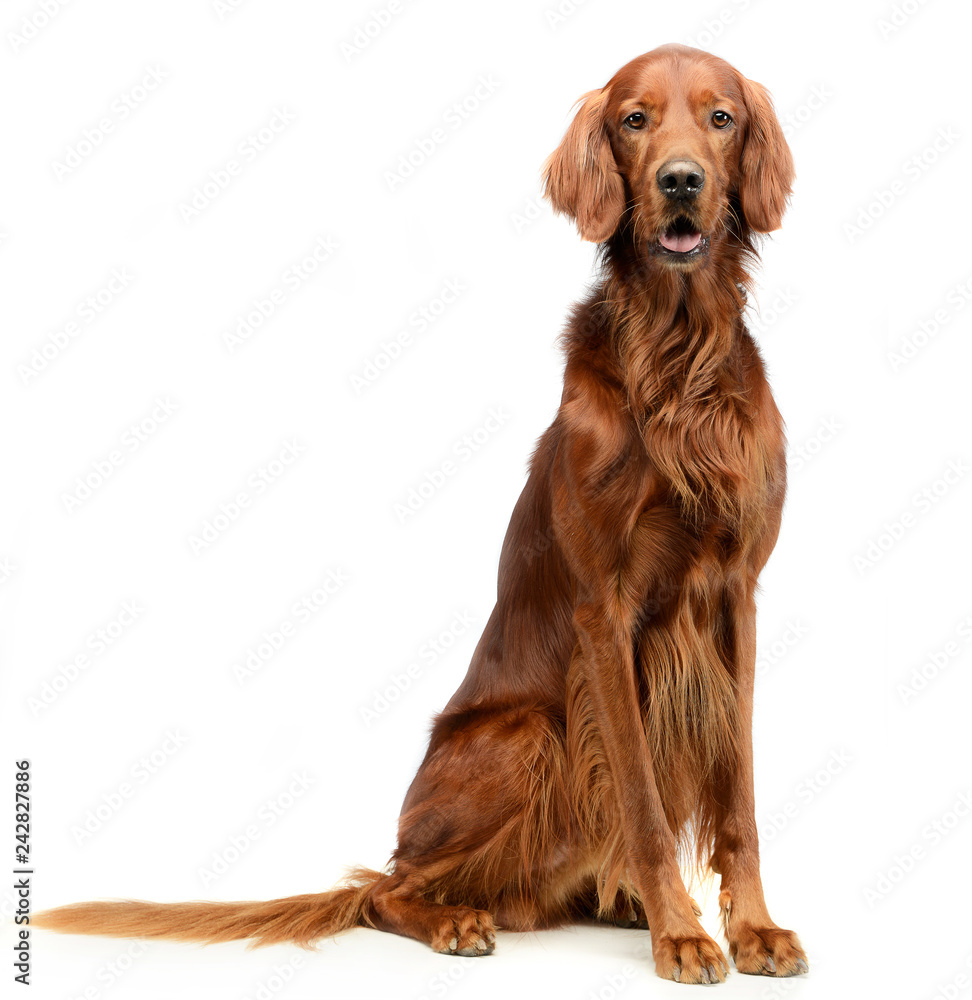english setter sitting in a white photo studio