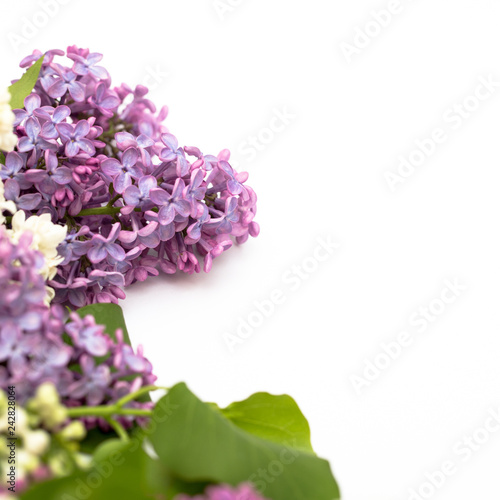 The beautiful lilac on white background. Place to insert text. Spring background. Flat  top view. Background for social networks.