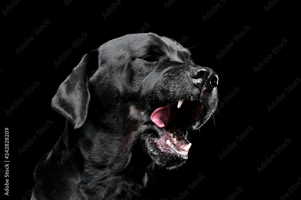 sad black mixed breed dog licking lips in a black studio sad black mixed breed dog licking lips in a black studio