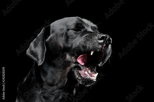 sad black mixed breed dog licking lips in a black studio