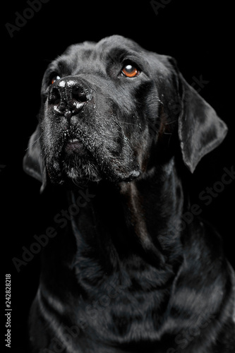 sad black mixed breed dog with beautiful eyes portrait in a black studio © kisscsanad