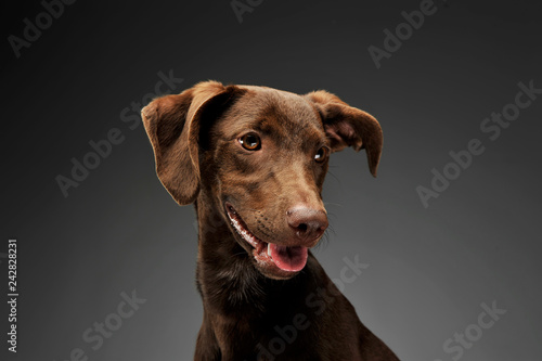 beautiful flying ears mixed breed dog portrait in gray background © kisscsanad