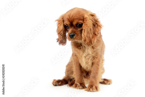 cute puppy Cavalier King Charles Spaniel sitting and looking down in a white studio