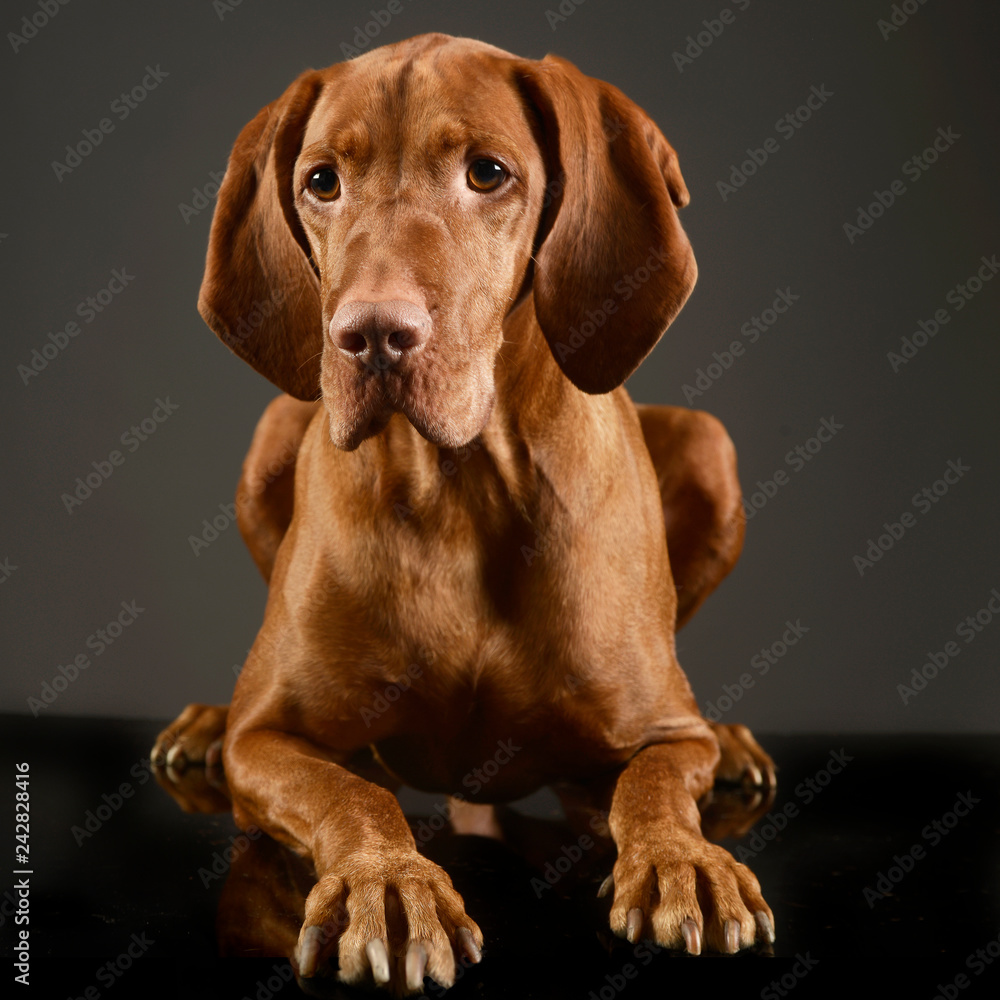 Hungarian vizsla looking in a dark studio Hungarian vizsla looking in a dark studio