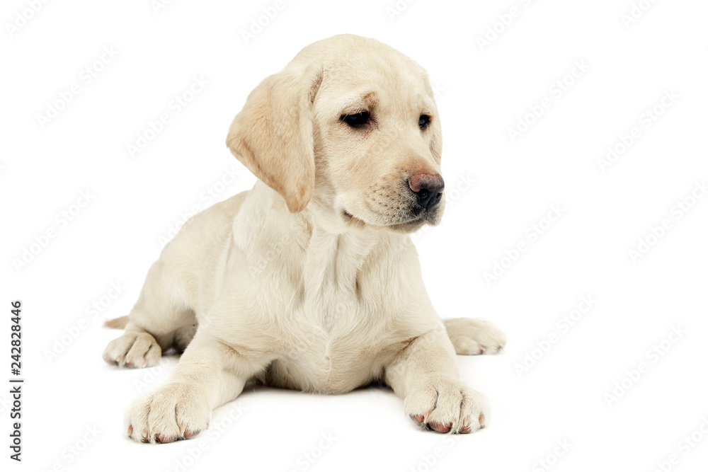 puppy labrador retriever lying and looking sideways in a white studio puppy labrador retriever lying and looking sideways in a white studio