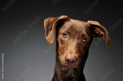 beautiful flying ears mixed breed dog portrait in graybackground © kisscsanad