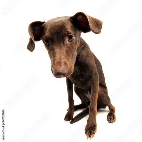 beautiful flying ears mixed breed dog looking into the camera in white studio