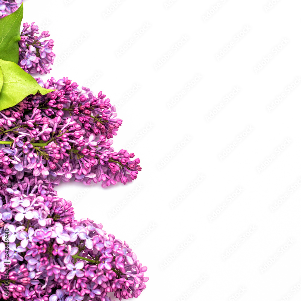 The beautiful lilac on white background. Place to insert text. Spring background. Flat, top view. Background for social networks.