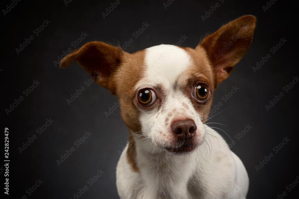 ugly flying ears chihuahua portrait in a gray background