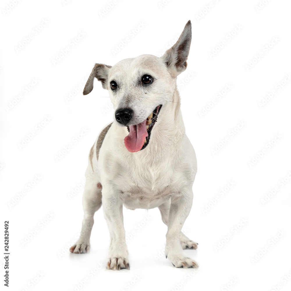 funny ears mixed breed dog standing in white studio