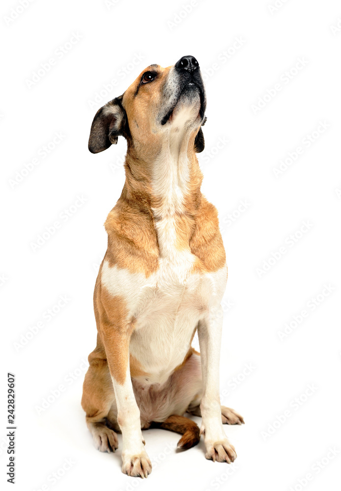 Mixed breed dog sitting in a white background Mixed breed dog sitting in a white background