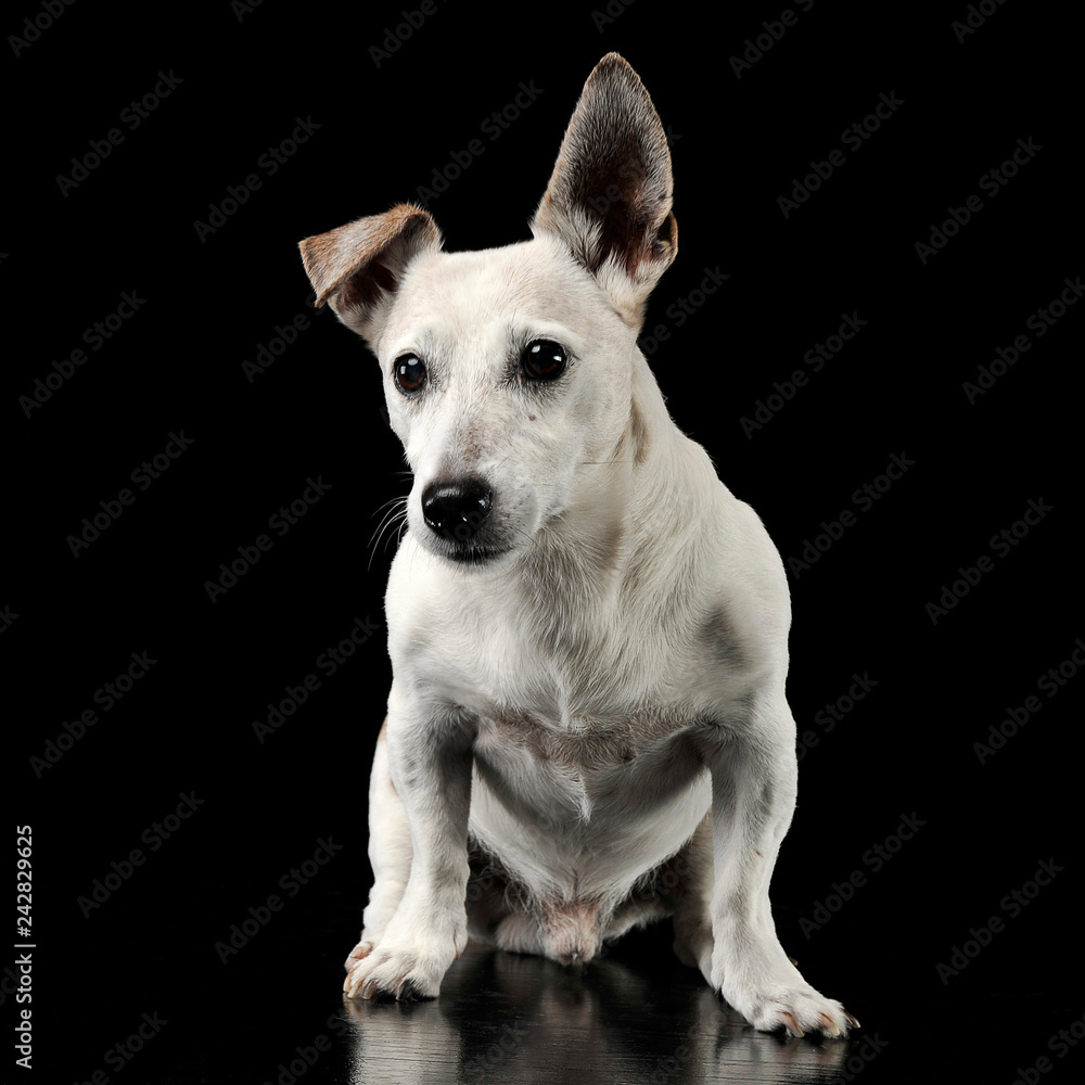Mixed breed funny ears dog sitting in a dark photo studio