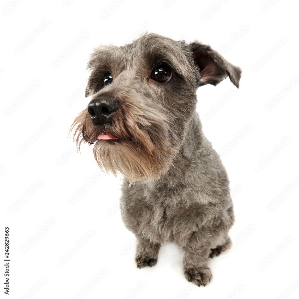 Mixed breed gray cute dog sitting in a white studio background