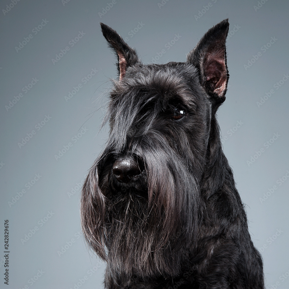 Miniature Schnauzer portrait in a dark studio background Miniature Schnauzer portrait in a dark studio background