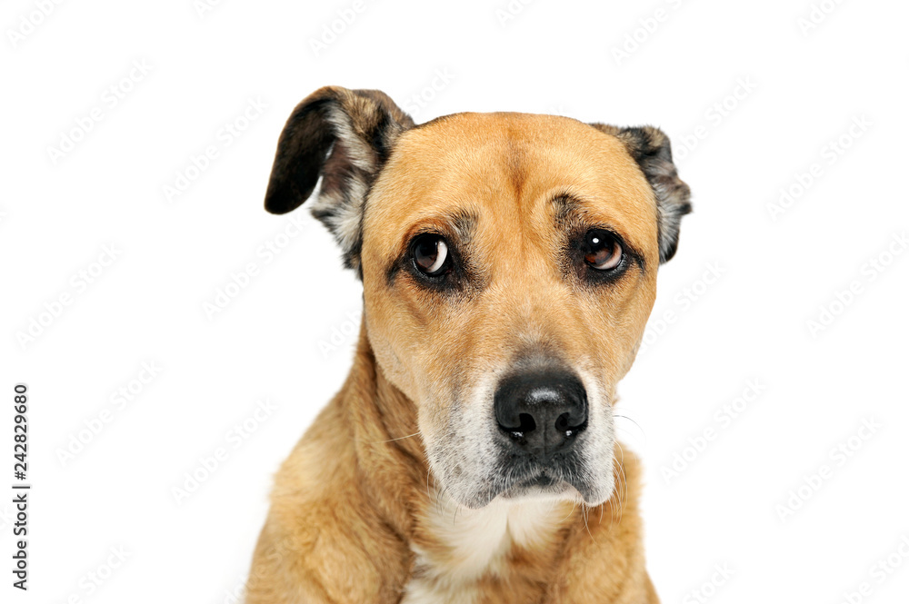 afraid mixed breed dog in a white background