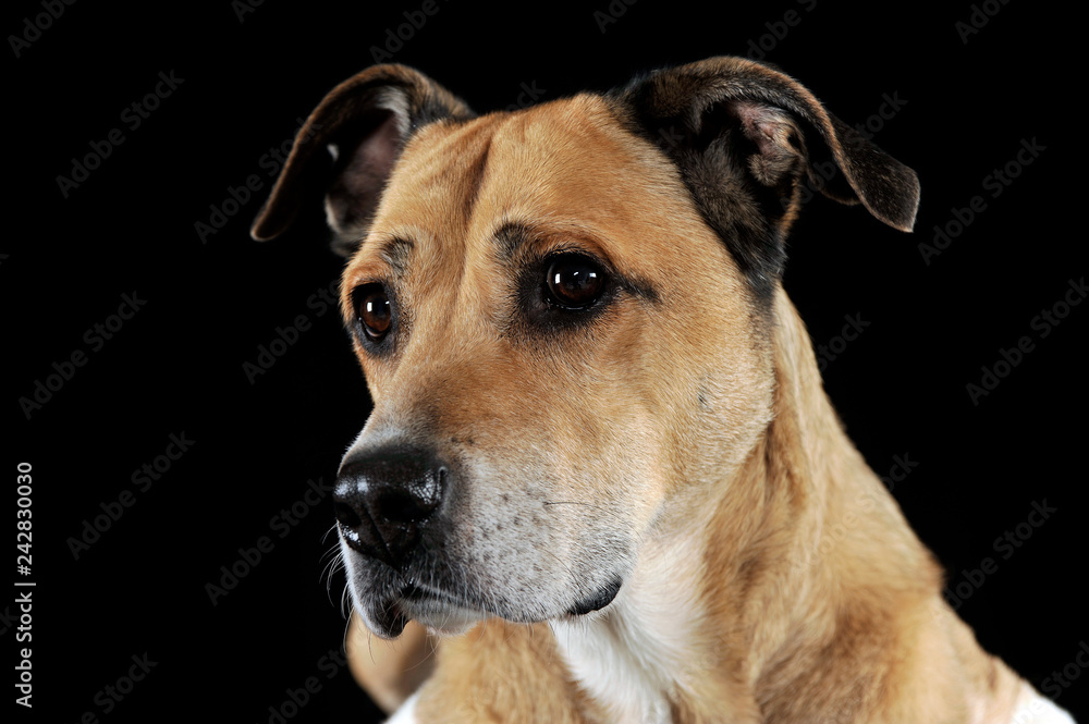 Staffordshire Terrier portrait in black studio