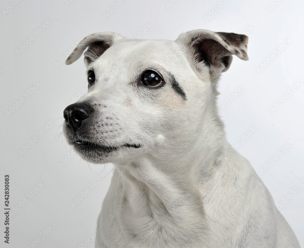 white mixed breed dog with funny ears portrait in white background