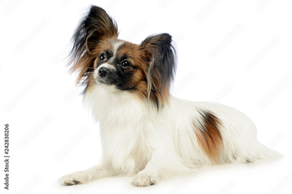 cute papillon relaxing in white photo studio cute papillon relaxing in white photo studio