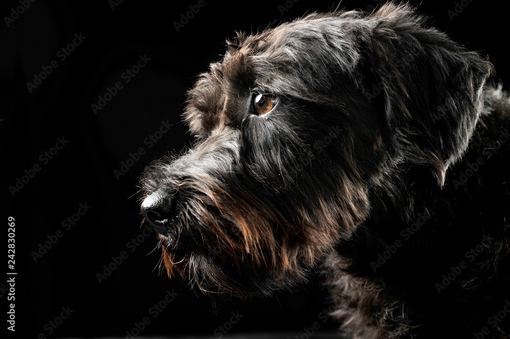 mixed breed wired hair dog portrait in black studio background