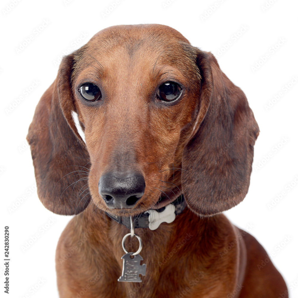 lovely short hair dachshund portrait  in a white photo studio