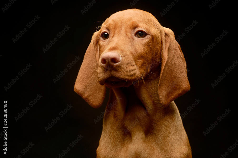 Very cute puppy hungarian Vizsla in the dark studio Very cute puppy hungarian Vizsla in the dark studio