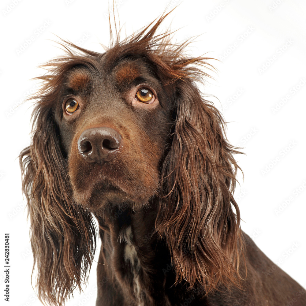 American Cocker Spaniel in a white photo studio American Cocker Spaniel in a white photo studio