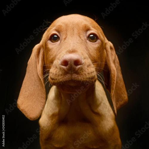 Wallpaper Mural Very cute puppy hungarian Vizsla in the dark studio Torontodigital.ca