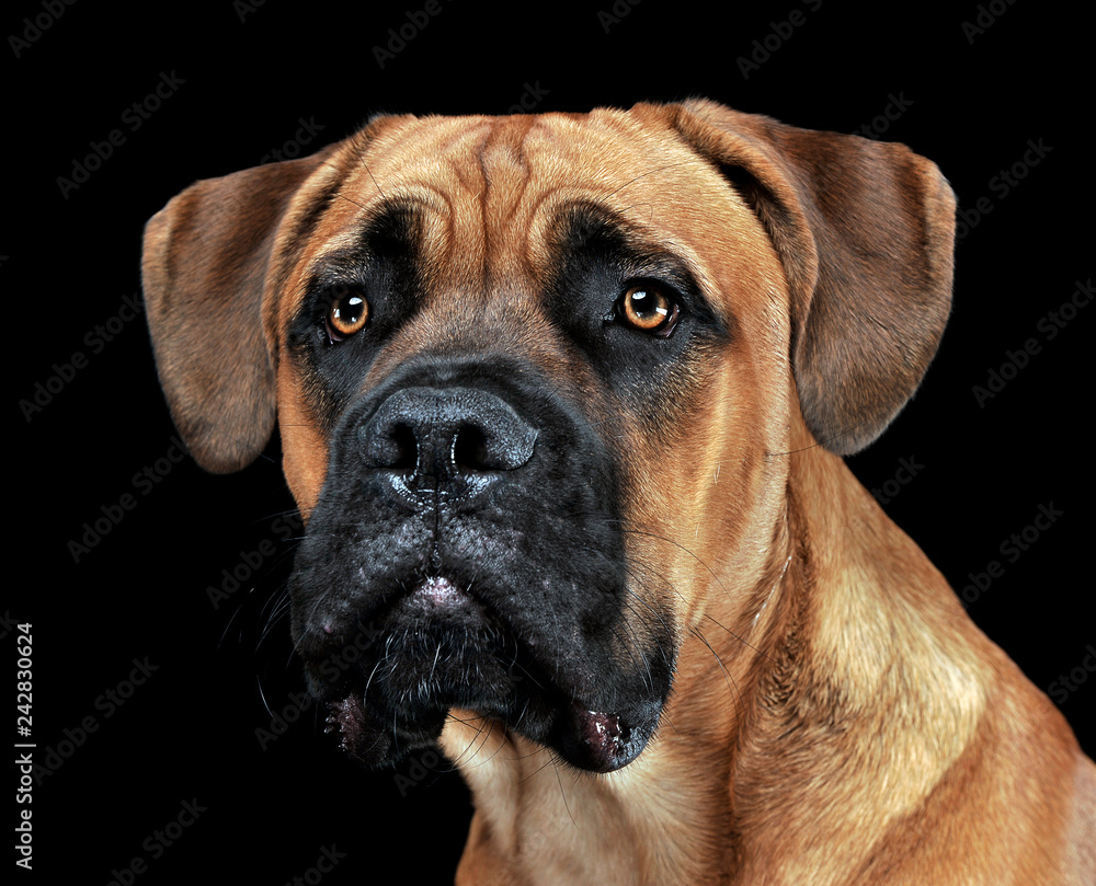 Beautiful puppy Cane Corso portrait in a black photo background