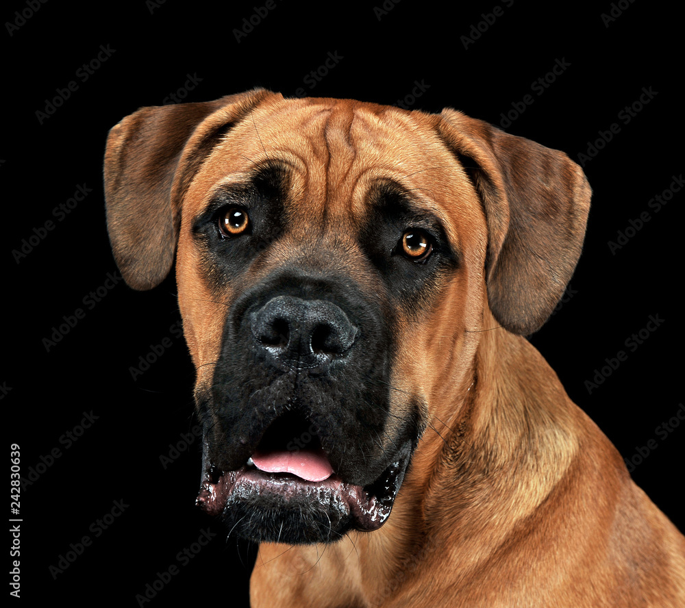 Beautiful puppy Cane Corso portrait in a black photo background Beautiful puppy Cane Corso portrait in a black photo background
