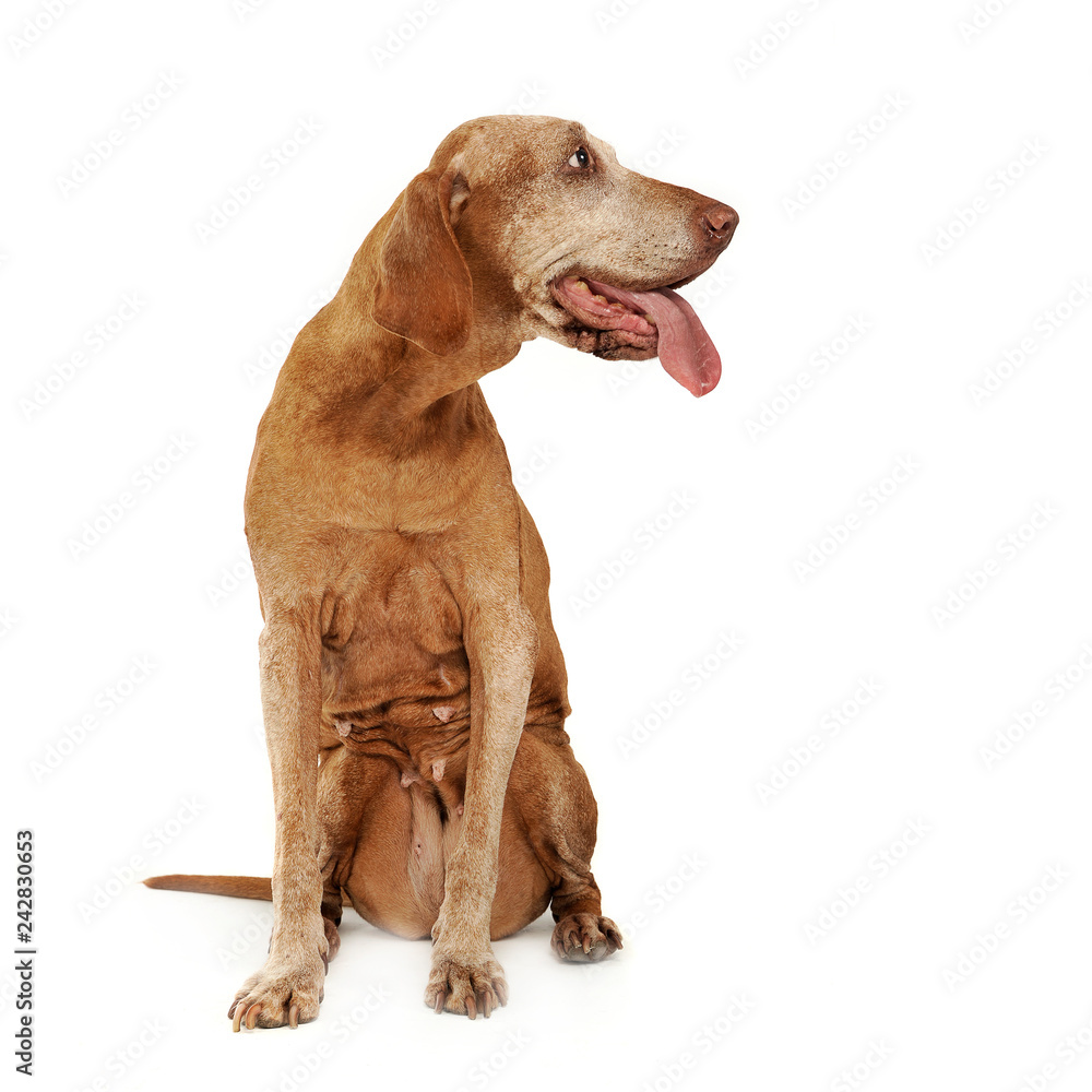 very old Hungarian Vizsla in a photo studio very old Hungarian Vizsla in a photo studio