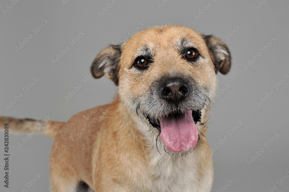 Brown color wired hair mixed breed dog in a grey studio Brown color wired hair mixed breed dog in a grey studio