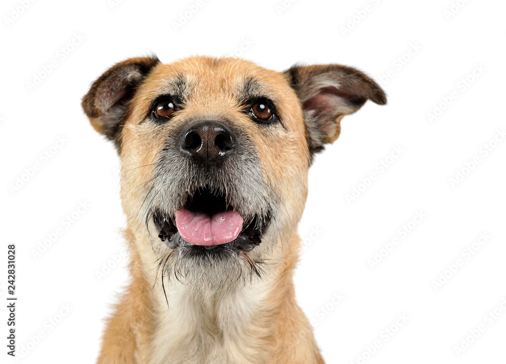 Brown color wired hair mixed breed dog in a white studio Brown color wired hair mixed breed dog in a white studio