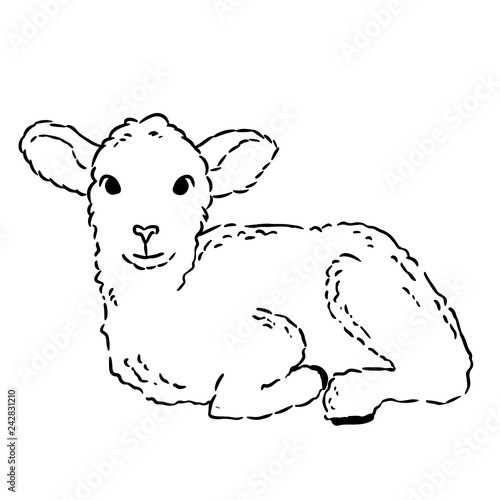 Cute lamb doodle sketch. Hand drawn image of a small sheep